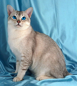 Орел